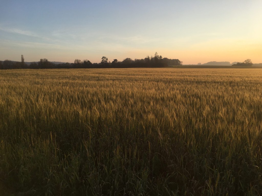 Champ Nesles la vallée